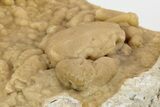 Fossil Crab (Potamon) Preserved in Travertine - Turkey #230630-2